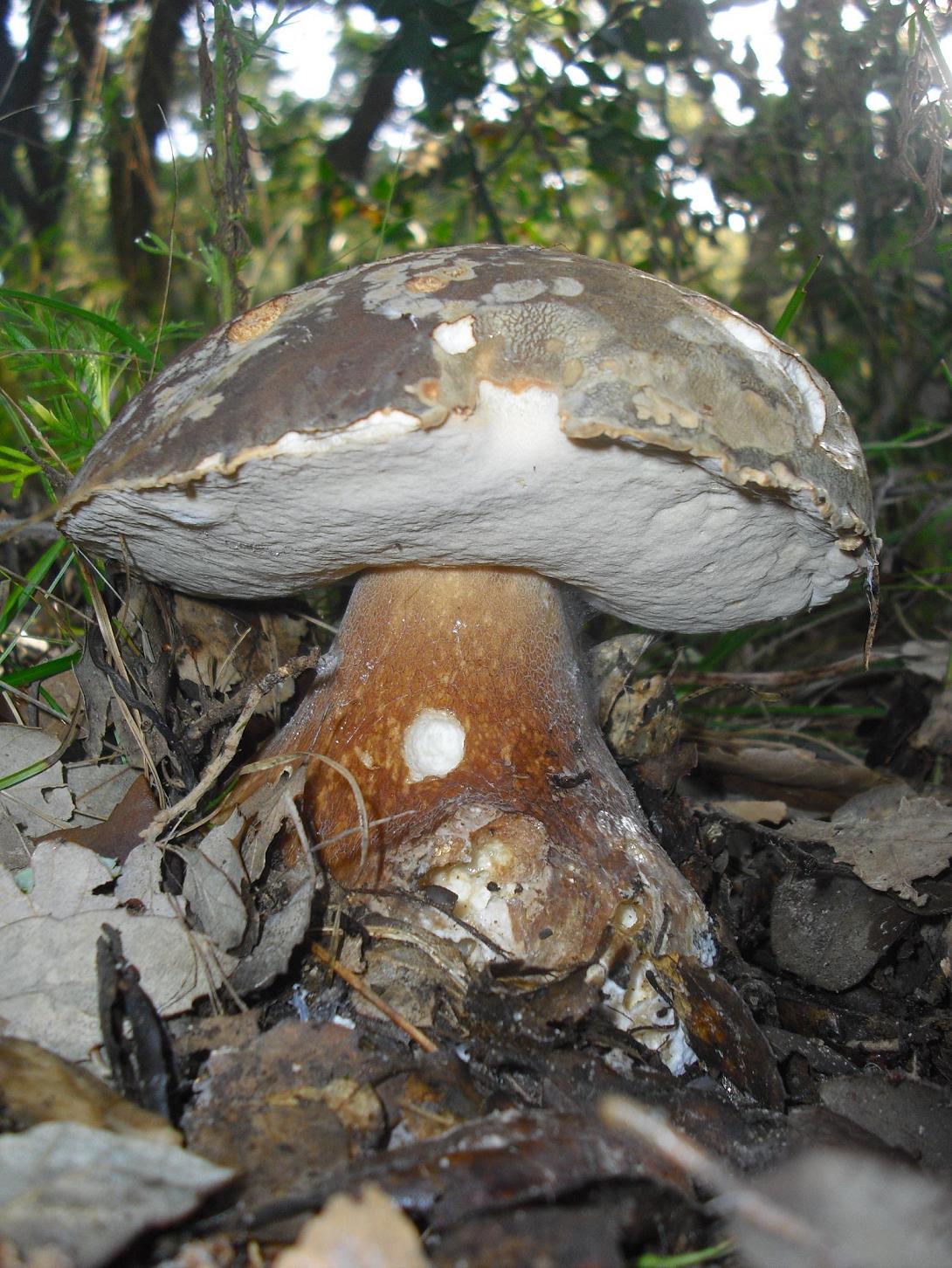 Finalmente dopo tanta acqua arrivano i funghi in Sicilia!